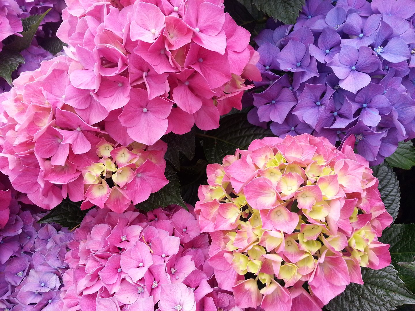  photo 20140720_103623_zps5kdnuypj.jpg